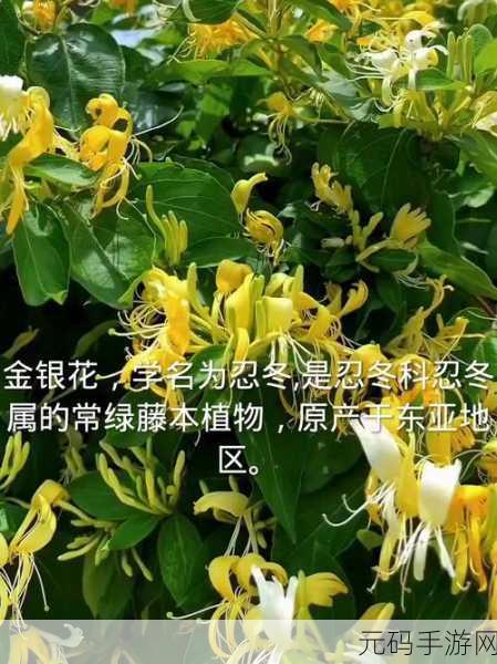 极致沉迷TXL金银花，1. 极致沉迷TXL金银花，探寻自然的疗愈之美