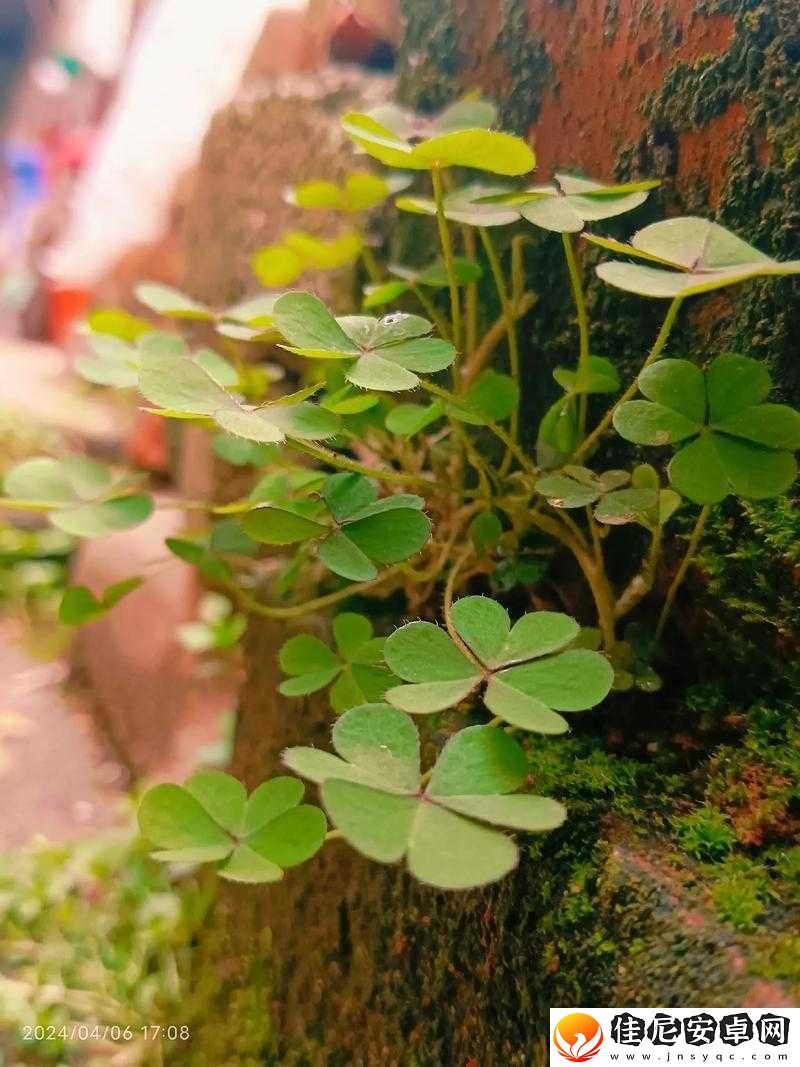 夹缝求生的河马：在绝境中寻找生存之道