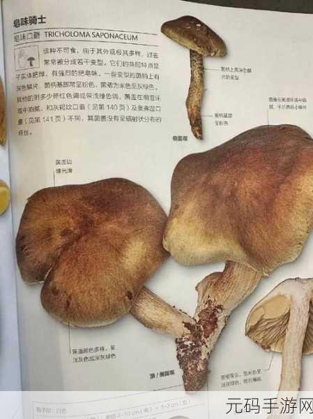 17c爆料独家揭秘蘑菇，蘑菇拓展新篇章：17c独家揭秘背后的故事