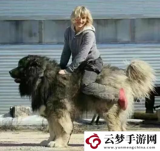 吨位王者！高加索犬的900斤传奇-网友直呼：这不是狗-是神！