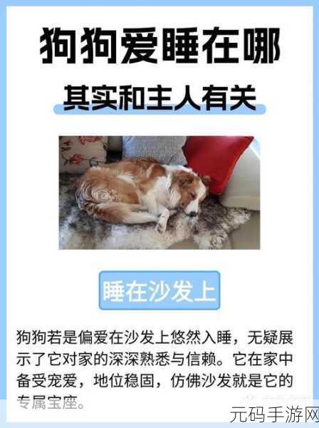 人or猪or狗热度超高，1. ＂宠物热潮：人、猪、狗的奇妙关系与养护秘诀