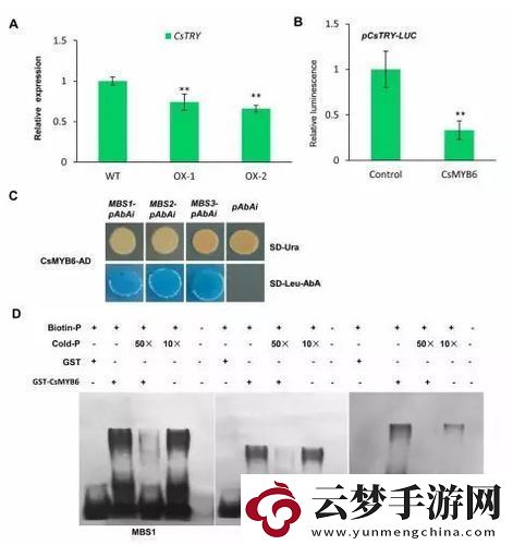 探索杂交BUCSM人类SSBA的科学意义与未来发展