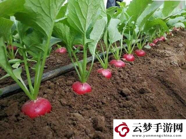 关于缺氧冰萝卜的种植指南