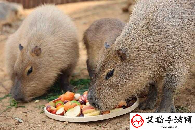 腹黑师兄的日常肉食动物不食草