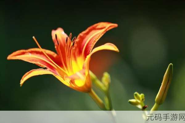 香蕉和忘忧草对焦虑的影响，1. 香蕉与忘忧草：缓解焦虑的天然良方