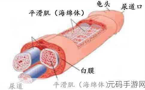 用手过度的海绵体受损怎么恢复，手部过度使用导致海绵体受损的修复方法