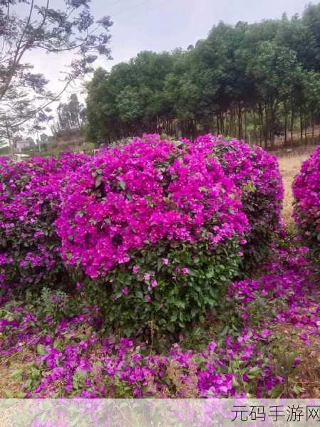 蚂蚁庄园奇妙探险，解锁花椰菜秘密，花球叶子大揭秘！