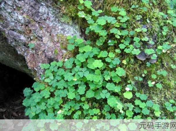 三叶草未满十八岁，1. 三叶草：青春年华的探索与成长