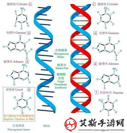 RNA这种大分子的奥秘