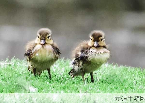 小鸡宝宝智慧挑战，揭秘鸳鸯雌雄之谜