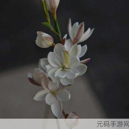 女人50岁半夜莲花还开吗，＂女人50岁：半夜莲花绽放的生命哲学