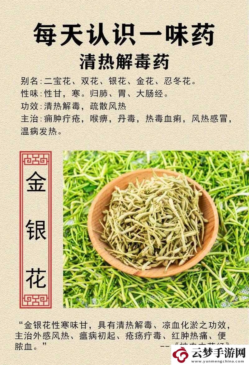 双管齐下金银花：传统草药的神奇功效与广泛应用